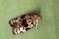 Dichelia histrionana
