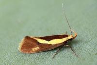Harpella forficella