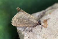 Bijugis bombycella