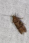 Teleiopsis diffinis
