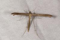 Stenoptilia