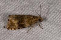 Celypha lacunana