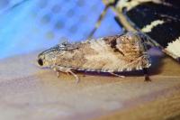Cydia splendana