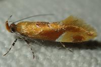 Epicallima formosella