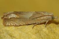Eucosma conterminana