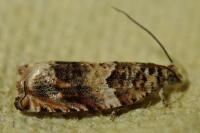 Gypsonoma minutana