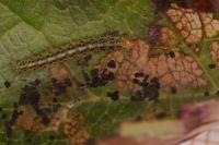 Choreutis pariana