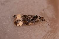 Endothenia gr. gentianaeana