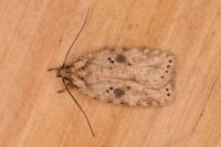 Agonopterix arenella