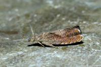 Dichrorampha simpliciana