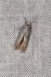 Coleophora