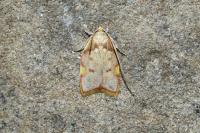 Carcina quercana