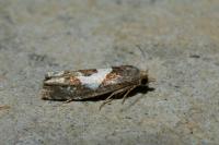 Epiblema foenella
