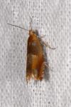 Ancylis mitterbacheriana