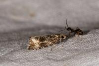 Celypha lacunana