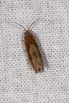 Eucosma