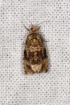 Celypha lacunana