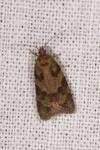 Cnephasia