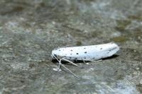 Yponomeuta