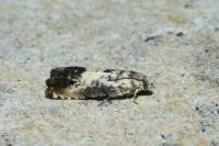 Pammene fasciana