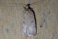 Agonopterix