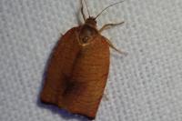 Cacoecimorpha pronubana