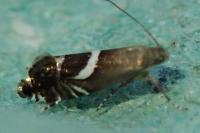 Glyphipterix