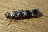 Oegoconia