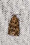Celypha rivulana