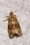 Celypha lacunana
