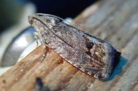 Cydia splendana