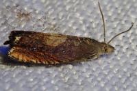 Dichrorampha