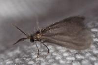 Sterrhopterix fusca