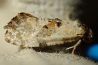 Neocochylis molliculana