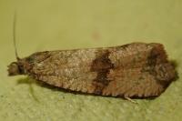 Celypha striana