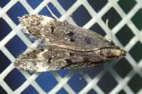 Dichomeris alacella
