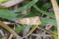 Celypha cespitana