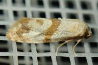 Phalonidia contractana