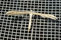 Emmelina monodactyla