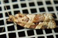 Argyrotaenia ljungiana