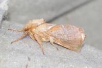 Triodia sylvina
