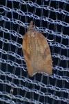 Acleris rhombana