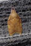 Carcina quercana