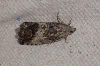 Cydia splendana