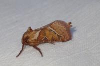 Triodia sylvina