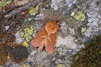 Triodia sylvina