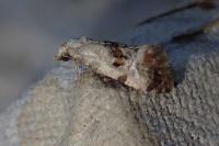 Neocochylis hybridella