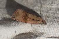 Celypha striana
