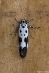 Ethmia quadrillella