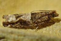 Crocidosema plebejana